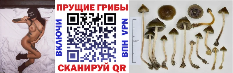 цены   hydra ССЫЛКА  Галлюциногенные грибы Psilocybe  Красноярск 