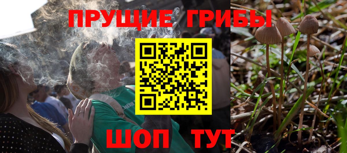 Псилоцибиновые грибы Psilocybine cubensis Красноярск